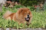 CHOW CHOW 642